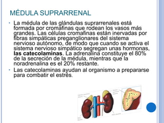 MÉDULA SUPRARRENAL La médula de las glándulas suprarrenales está formada por cromafinas que rodean los vasos más grandes. Las células cromafinas están inervadas por fibras simpáticas preganglionares del sistema nervioso autónomo, de modo que cuando se activa el sistema nervioso simpático segregan unas hormonas,  las catecolaminas . La adrenalina constituye el 80% de la secreción de la médula, mientras que la noradrenalina es el 20% restante. Las catecolaminas ayudan al organismo a prepararse para combatir el estrés . 