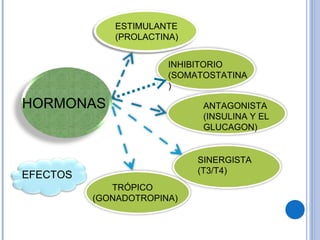 HORMONAS ESTIMULANTE (PROLACTINA) INHIBITORIO (SOMATOSTATINA) ANTAGONISTA (INSULINA Y EL GLUCAGON) SINERGISTA  (T3/T4) TRÓPICO (GONADOTROPINA) EFECTOS 