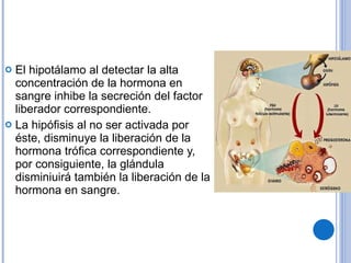 El hipotálamo al detectar la alta concentración de la hormona en sangre inhibe la   secreción del factor liberador correspondiente.  La hipófisis al no ser activada por éste,   disminuye la liberación de la hormona trófica correspondiente y, por consiguiente, la   glándula disminiuirá también la liberación de la hormona en sangre. 