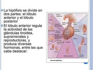 La hipófisis se divide en dos partes: el lóbulo anterior y el lóbulo posterior  El lóbulo anterior regula la actividad de las glándulas tiroidea, suprarrenales y reproductoras, y produce diversas hormonas, entre las que cabe destacar: 