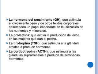 La hormona del crecimiento (GH):  que estimula el crecimiento óseo y de otros tejidos corporales, desempeña un papel importante en la utilización de los nutrientes y minerales. La prolactina : que activa la producción de leche en las mujeres que dan el pecho. La tirotropina (TSH):  que estimula a la glándula tiroidea a producir hormonas. La corticotropina (ACTH):  que estimula a las glándulas suprarrenales a producir determinadas hormonas. 