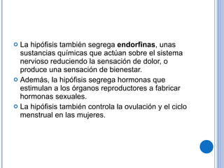 La hipófisis también segrega  endorfinas , unas sustancias químicas que actúan sobre el sistema nervioso reduciendo la sensación de dolor, o produce una sensación de bienestar. Además, la hipófisis segrega hormonas que estimulan a los órganos reproductores a fabricar hormonas sexuales.  La hipófisis también controla la ovulación y el ciclo menstrual en las mujeres. 