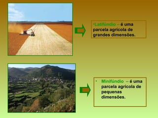 • Minifúndio – é uma
parcela agrícola de
pequenas
dimensões.
•Latifúndio – é uma
parcela agrícola de
grandes dimensões.
 