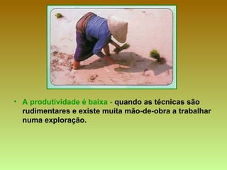 • A produtividade é baixa - quando as técnicas são
rudimentares e existe muita mão-de-obra a trabalhar
numa exploração.
 