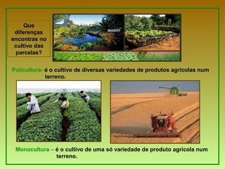 Monocultura – é o cultivo de uma só variedade de produto agrícola num
terreno.
Policultura- é o cultivo de diversas variedades de produtos agrícolas num
terreno.
Que
diferenças
encontras no
cultivo das
parcelas?
 