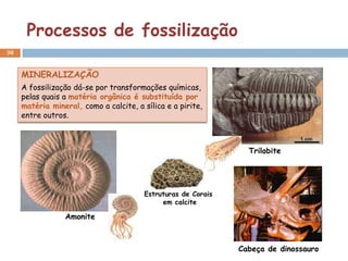 Processos de fossilização
38


     MINERALIZAÇÃO
     A fossilização dá-se por transformações químicas,
     pelas quais a matéria orgânica é substituída por
     matéria mineral, como a calcite, a sílica e a pirite,
     entre outros.



                                                                 Trilobite




                                        Estruturas de Corais
                                             em calcite

                 Amonite



                                                               Cabeça de dinossauro
 