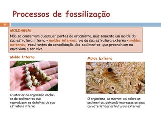 Processos de fossilização
39

     MOLDAGEM
     Não se conservam quaisquer partes do organismo, mas somente um molde da
     sua estrutura interna – moldes internos, ou da sua estrutura externa – moldes
     externos, resultantes da consolidação dos sedimentos que preenchiam ou
     envolviam o ser vivo.

     Molde Interno                                Molde Externo




     O interior do organismo enche-
     se de sedimentos que                         O organismo, ao morrer, cai sobre os
     reproduzem os detalhes da sua                sedimentos, deixando impressas as suas
     estrutura interna                            características estruturais externas
 