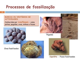 Processos de fossilização
41


     MARCAS OU VESTÍGIOS DE
     ACTIVIDADES
     Conhecidas por icnofósseis – como
     pistas, pegadas, ovos, ninhos e fezes.




                                              Pegadas




     Ovos fossilizados



                                                 Coprólito - Fezes fossilizadas
 