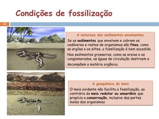 Condições de fossilização
34



                       A natureza dos sedimentos envolventes
                  Se os sedimentos que envolvem e cobrem os
                  cadáveres e restos de organismos são finos, como
                  as argilas e os siltes, a fossilização é bem sucedida.
                  Nos sedimentos grosseiros, como as areias e os
                  conglomerados, as águas de circulação destroem e
                  decompõem a matéria orgânica.




                                 A geoquímica do meio
                   O meio oxidante não facilita a fossilização, ao
                   contrário do meio redutor ou anaeróbio que
                   propícia a conservação, inclusive das partes
                   moles dos organismos
 