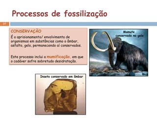 Processos de fossilização
37


     CONSERVAÇÃO                                        Mamute
                                                   conservado no gelo
     É o aprisionamento/ envolvimento de
     organismos em substâncias como o âmbar,
     asfalto, gelo, permanecendo aí conservados.


     Este processo inclui a mumificação, em que
     o cadáver sofre sobretudo desidratação.



                      Inseto conservado em âmbar
 
