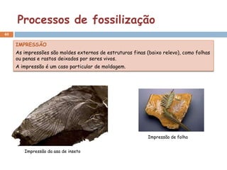 Processos de fossilização
40

     IMPRESSÃO
     As impressões são moldes externos de estruturas finas (baixo relevo), como folhas
     ou penas e rastos deixados por seres vivos.
     A impressão é um caso particular de moldagem.




                                                            Impressão de folha


        Impressão da asa de inseto
 