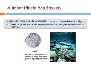 A importância dos fósseis
43




     Fósseis de fácies ou de ambiente – caracterizam ambientes antigos
         Fóssil de um ser vivo de uma espécie que viveu em condições ambientais muito
          restritas.




                                Coral
                        Atualmente vive apenas em
                        ambientes de águas calmas,
                        quentes e pouco profundas
 