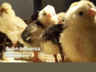 Avian Influenza
A disease with a history
 