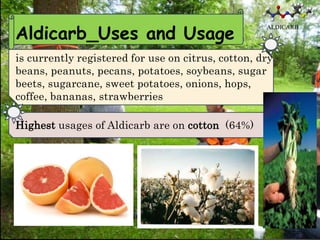 Aldicarb_Uses and Usage
                                                    ALDICARB




is currently registered for use on citrus, cotton, dry
beans, peanuts, pecans, potatoes, soybeans, sugar
beets, sugarcane, sweet potatoes, onions, hops,
coffee, bananas, strawberries

Highest usages of Aldicarb are on cotton (64%)
 