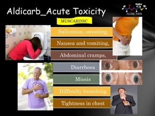 Aldicarb_Acute Toxicity            ALDICARB

            MUSCARINIC

           Salivation, sweating,

           Nausea and vomiting,

            Abdominal cramps,

                Diarrhoea

                  Miosis

            Difficulty breathing

            Tightness in chest
 