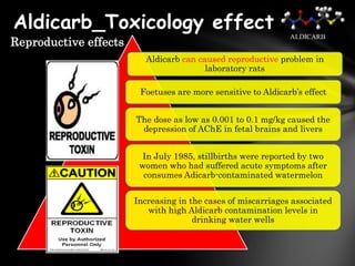 Aldicarb_Toxicology effect
Reproductive effects
                                                              ALDICARB


                         Aldicarb can caused reproductive problem in
                                        laboratory rats

                        Foetuses are more sensitive to Aldicarb’s effect


                       The dose as low as 0.001 to 0.1 mg/kg caused the
                        depression of AChE in fetal brains and livers


                         In July 1985, stillbirths were reported by two
                        women who had suffered acute symptoms after
                         consumes Adicarb-contaminated watermelon


                       Increasing in the cases of miscarriages associated
                          with high Aldicarb contamination levels in
                                      drinking water wells
 