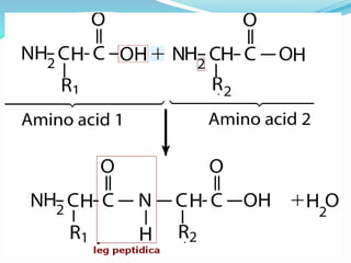 1-Amino-acids-2016.pdf