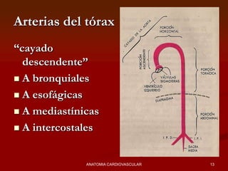Arterias del tórax
“cayado
descendente”
 A bronquiales
 A esofágicas
 A mediastínicas
 A intercostales
13ANATOMIA CARDIOVASCULAR
 