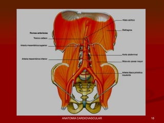 18ANATOMIA CARDIOVASCULAR
 