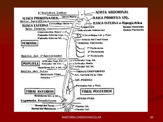 20ANATOMIA CARDIOVASCULAR
 