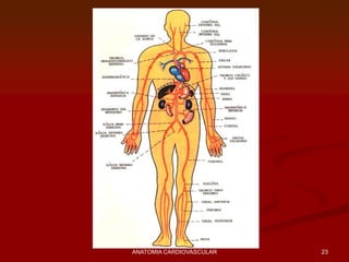 23ANATOMIA CARDIOVASCULAR
 