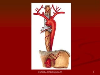 5ANATOMIA CARDIOVASCULAR
 