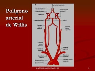 Polígono
arterial
de Willis
9ANATOMIA CARDIOVASCULAR
 