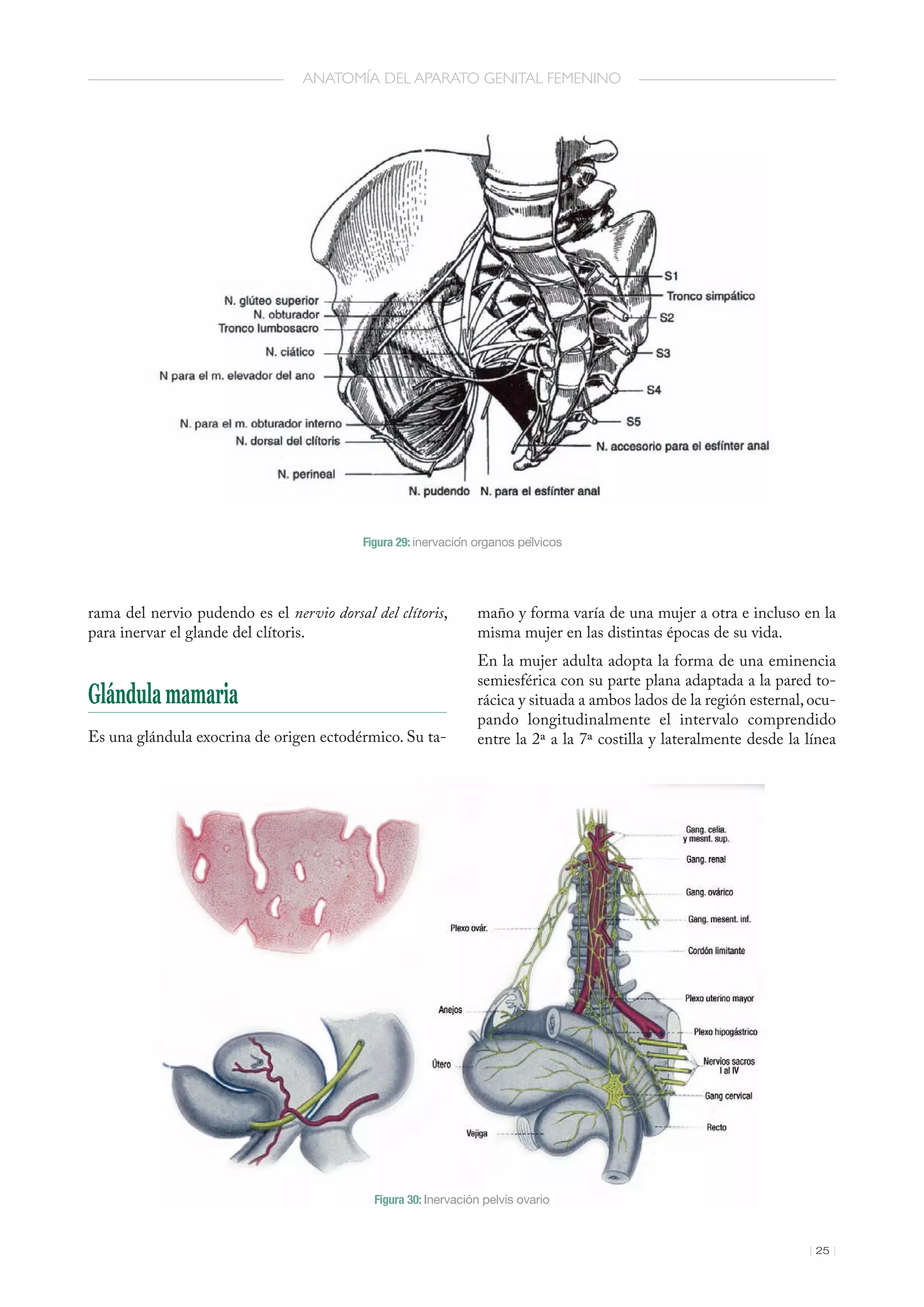1 anatomia del-aparto_genital_femenino | PDF