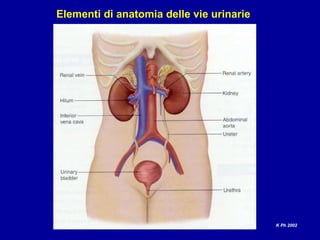 Elementi di anatomia delle vie urinarie  K Ph 2002  