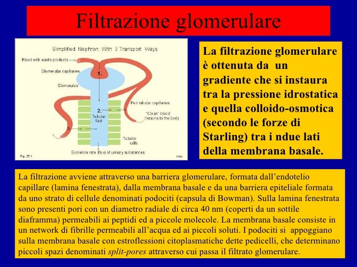 Forze di starling filtrazione glomerulare Forze di starling filtrazione glomerulare