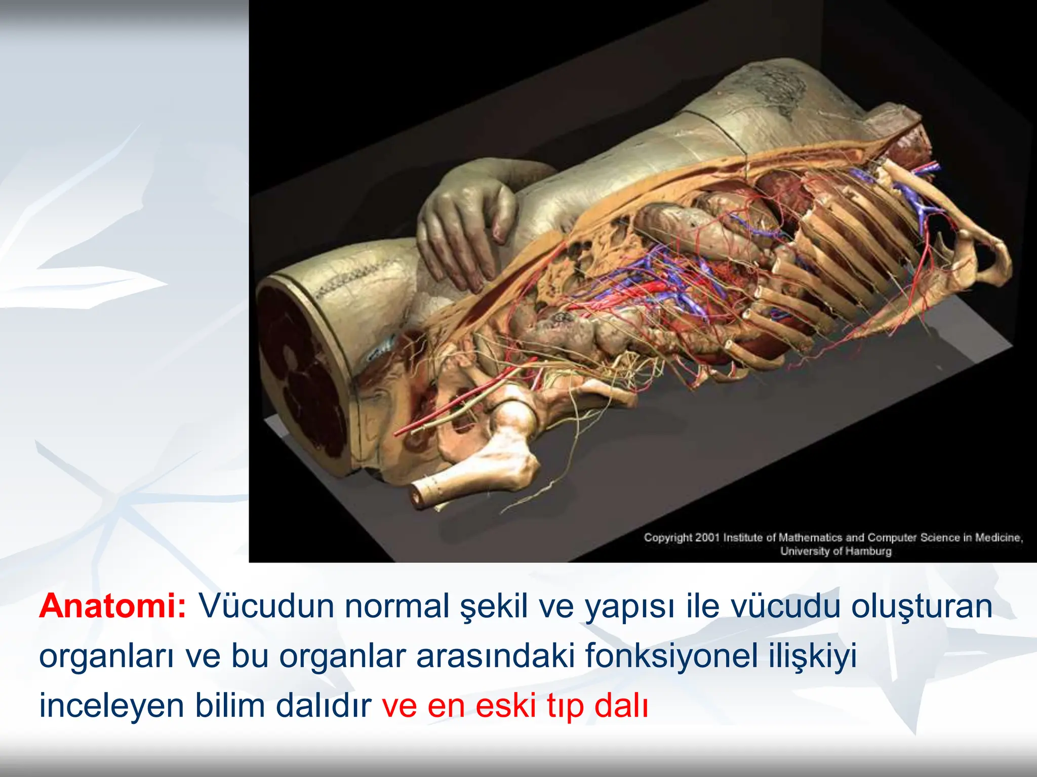 1- Anatomi firt simple anatomi basıit anatomi | PPT