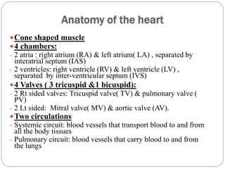 Anatomy of the heart
Dr Nader Galal 2016
2
Cone shaped muscle
4 chambers:
- 2 atria : right atrium (RA) & left atrium( LA) , separated by
interatrial septum (IAS)
- 2 ventricles: right ventricle (RV) & left ventricle (LV) ,
separated by inter-ventricular septum (IVS)
4 Valves ( 3 tricuspid &1 bicuspid):
- 2 Rt sided valves: Tricuspid valve( TV) & pulmonary valve (
PV)
- 2 Lt sided: Mitral valve( MV) & aortic valve (AV).
Two circulations
- Systemic circuit: blood vessels that transport blood to and from
all the body tissues
- Pulmonary circuit: blood vessels that carry blood to and from
the lungs
 
