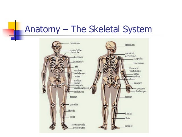 #1 anatomy-anatomical overview