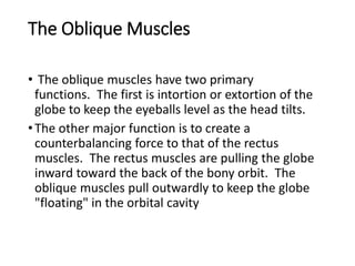 Intortion 1-Anatomy-and embryology lecture of-the-EYE.pdf