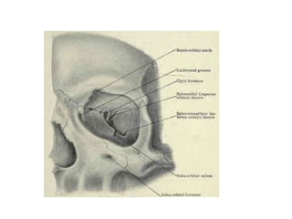 1-Anatomy-and embryology lecture of-the-EYE.pdf