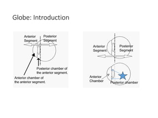 1-Anatomy-and embryology lecture of-the-EYE.pdf