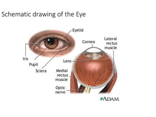 1-Anatomy-and embryology lecture of-the-EYE.pdf
