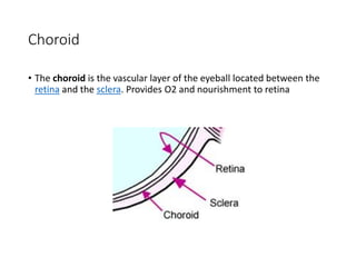 1-Anatomy-and embryology lecture of-the-EYE.pdf