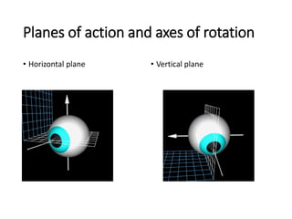 1-Anatomy-and embryology lecture of-the-EYE.pdf