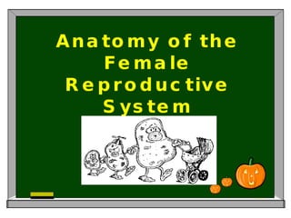 Anatomy of the Female Reproductive System 