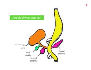 Gallbladder Rotation 1-Anatomy and Embryology of Pancreas pdfpdf | PDF