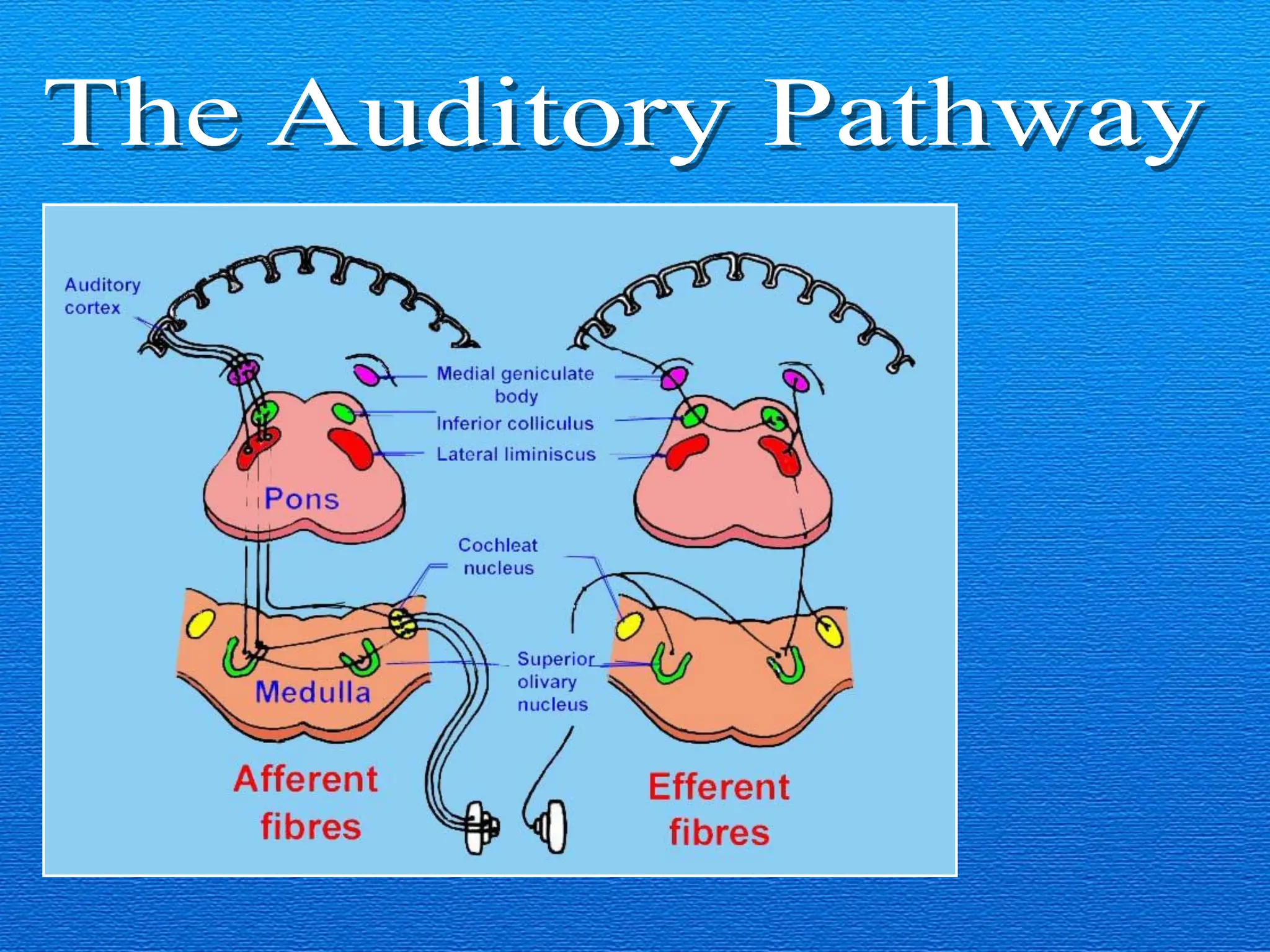 1-Anatomy of ear Anatomy of ear Anatomy of ear Anatomy of ear .pdf