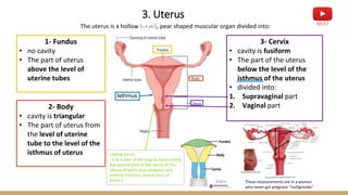 1- Anatomy of Female Reproductive System.pdf