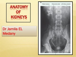 ANATOMY
OF
KIDNEYS
Dr Jamila EL
Medany
 