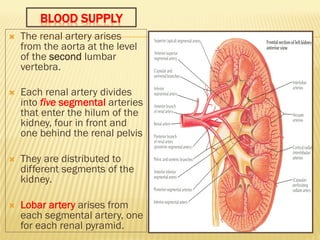 BLOOD SUPPLY
Ò Each lobar artery gives off 2
or 3 interlobar arteries.
Ò The interlobar arteries run
toward the cortex o...