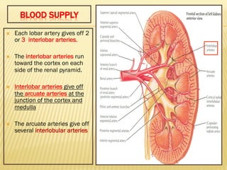 Ò Interlobular
artery gives
off afferent
glomerular
arterioles .
 