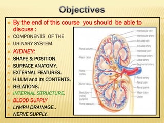 Ò By the end of this course you should be able to
discuss :
Ò COMPONENTS OF THE
Ò URINARY SYSTEM.
Ò KIDNEY:
Ò SHAPE &...