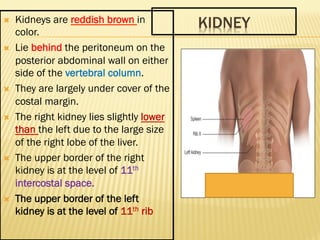 KIDNEY
Ò Kidneys are reddish brown in
color.
Ò Lie behind the peritoneum on the
posterior abdominal wall on either
side ...