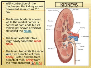 KIDNEYS
Ò With contraction of the
diaphragm the kidney moves
downward as much as 2.5
cm.
Ò The lateral border is convex,...