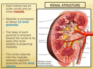 RENAL STRUCTURE
Ò Each kidney has an
outer cortex and an
inner medulla.
Ò Medulla is composed
of about 12 renal
pyramids...
